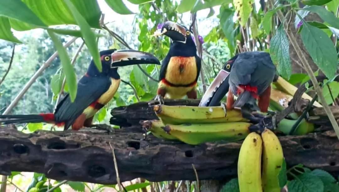 Villa Ceiba La Fortuna Luaran gambar