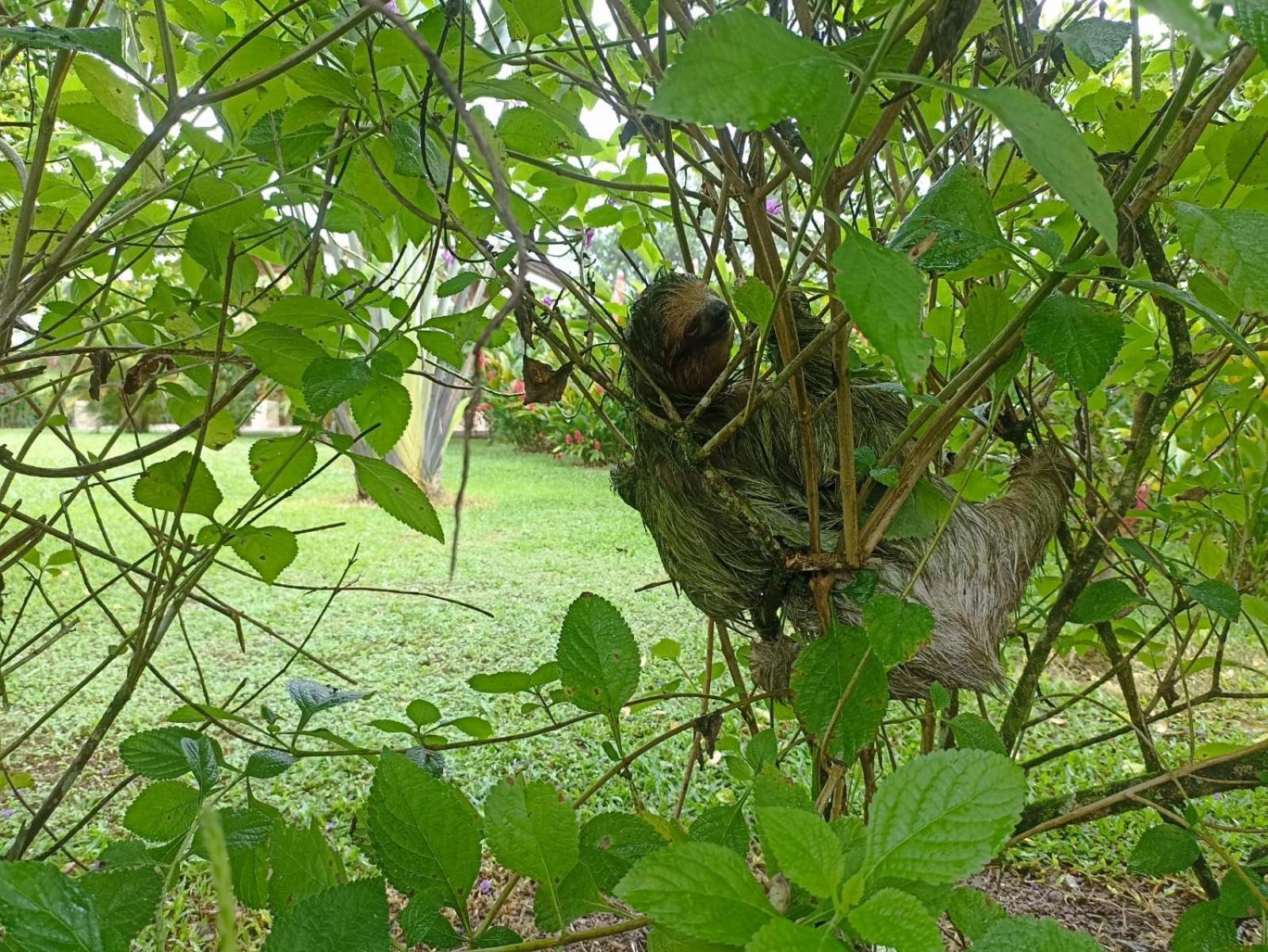 Villa Ceiba La Fortuna Luaran gambar